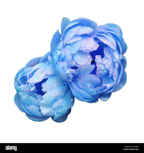 Les pivoines blue 